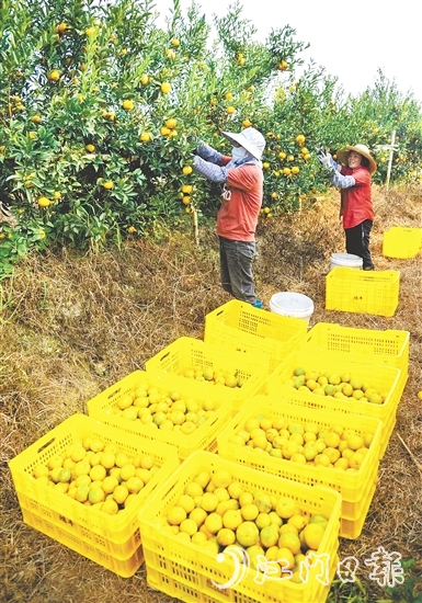 恩平壮大茶枝柑产业，带动农户增收致富。