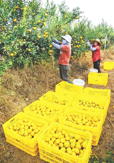 恩平壮大茶枝柑产业，带动农户增收致富。