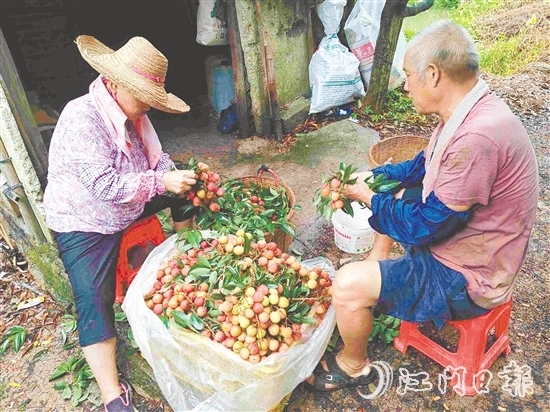 果园内，果农在整理刚摘下的荔枝。