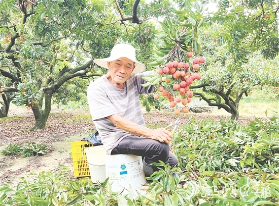 今年宅梧荔枝总产量预计250万公斤，目前已陆续上市。