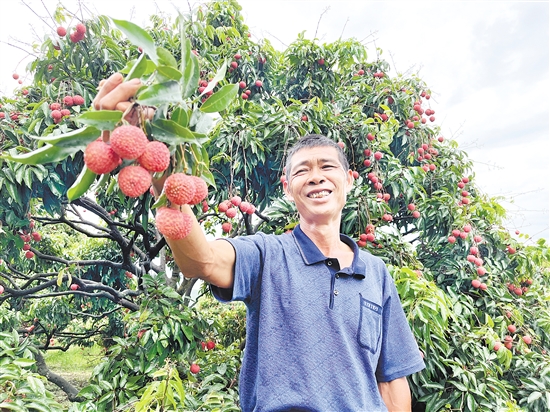 今年宅梧荔枝大丰收，总产量预计约250万公斤。
