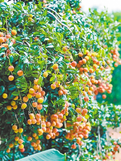 老荔枝树挂满了果实。