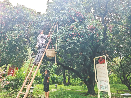 沙岗村的村民忙着摘荔枝。