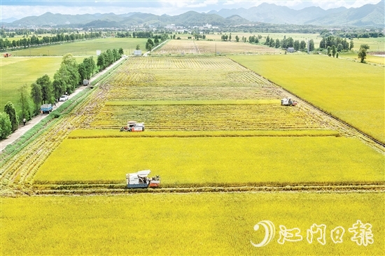 莘村村位于“广东第一田”万亩高产示范片核心区，科技赋能的强劲浪潮以磅礴之势重塑这片土地的面貌与内核，焕发全新生机与活力。