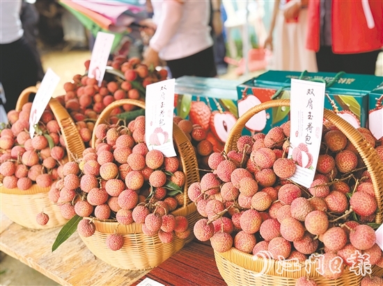 北陡镇的双肩玉荷包荔枝错峰上市。