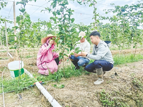 向成（右）与村民探讨黄金百香果种植技术。