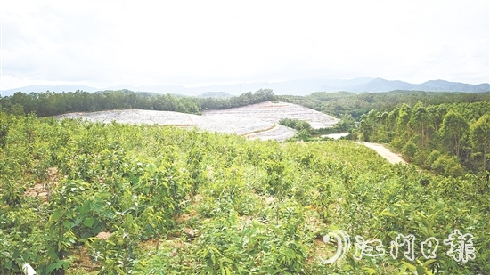 鹤城镇坑尾村抢抓政策机遇，整合土地资源，成功引入广东华南鹤香农业发展有限公司投资约2亿元，孵化沉香产业“一条链”。