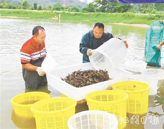 桃源蟠光村大力发展澳洲蓝龙虾养殖产业，村集体经济每年增收15万元。