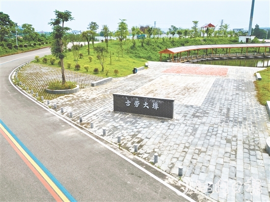 古劳镇大埠村开展“三绿行动”，推动乡村绿化工作走深走实。