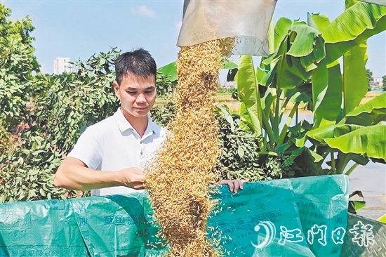 张和顺第一时间观察采收的早造稻谷。