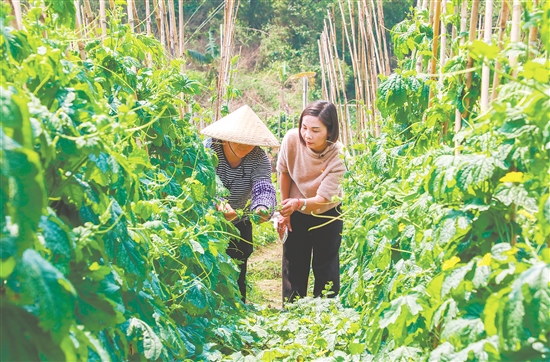 黄梅芳（右）深入田间，查看农作物长势。