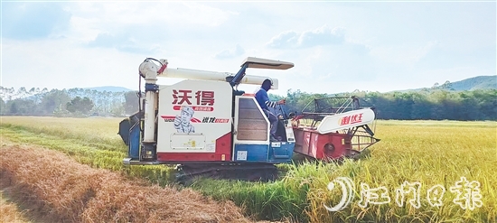 截至7月20日，恩平全市早稻收割进度已达98.4%，预计总产量约7.62万吨。