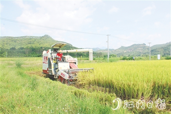恩平农业机械化水平提升。 恩平农业机械化水平提升。