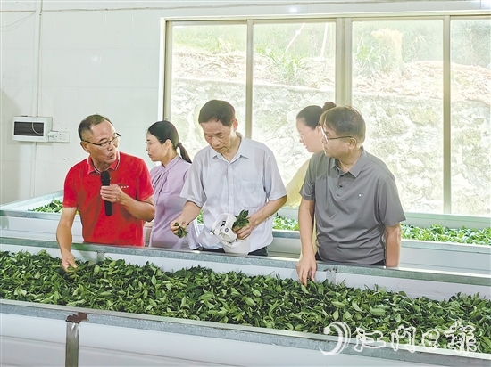 调研团队深入企业实地考察,并为茶企提供科学指导和宝贵建议。 调研团队深入企业实地考察,并为茶企提供科学指导和宝贵建议。