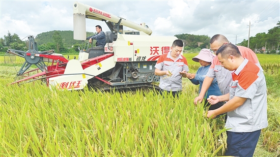 台山市强化国资国企担当，聚焦农户“卖粮难、晒粮难”等痛点，精准破解涉农难题。
