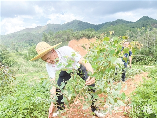 梁锦池在扶正倒伏的桉树。