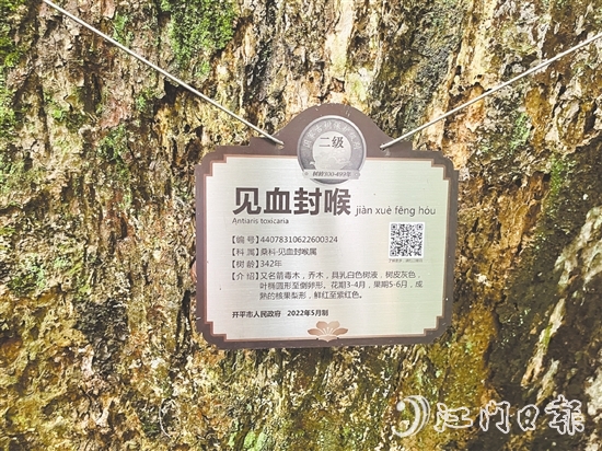 大沙镇在人大代表推动下，为见血封喉树制订专项保护方案，建立古树“健康台账”。