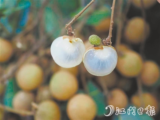 云乡储良龙眼有着果大肉厚、清甜爽脆的特点。