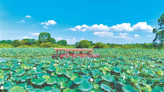 在江门古劳水乡旅游区，乘船赏荷是暑假热门项目之一。