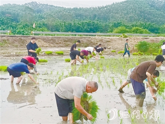 鹤城镇的20余名镇、村干部卷起裤腿、赤脚踩进泥泞的水田，与当地农户一起开展插秧作业，助力秋耕生产。