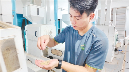 企业引入先进设备加工生产大米。