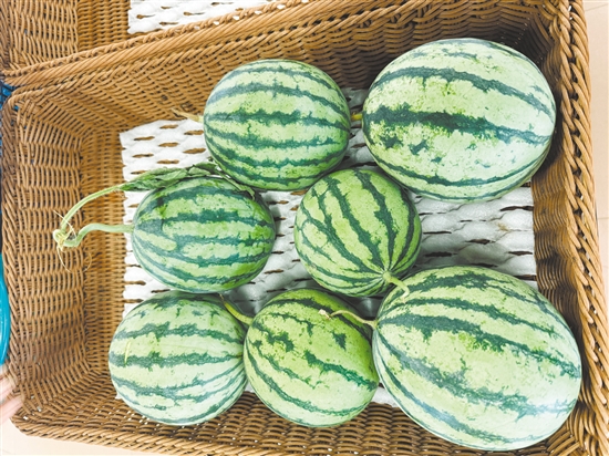 厚承陈皮文化生态园内,西瓜等成熟作物已经被摘下来。 厚承陈皮文化生态园内,西瓜等成熟作物已经被摘下来。