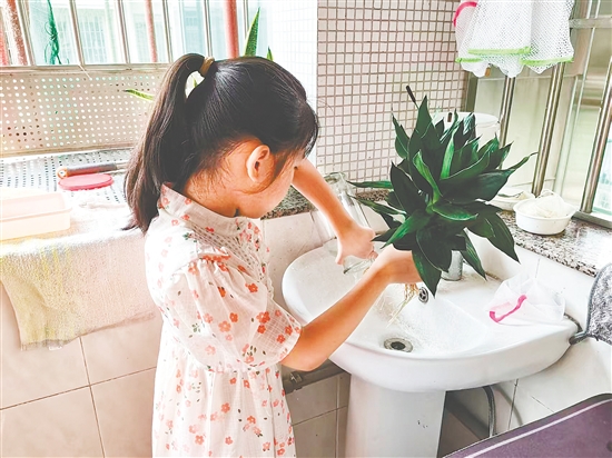 丰乐小学学生清理家里花瓶的积水。 丰乐小学学生清理家里花瓶的积水。