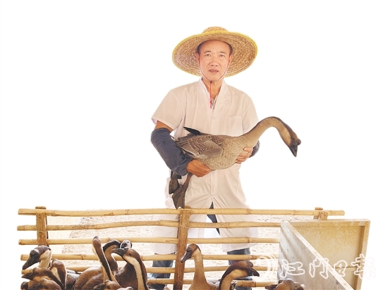 在广东省华昌马冈鹅有限公司的养殖基地，约1.8万羽种鹅在标准化棚舍内有序活动。