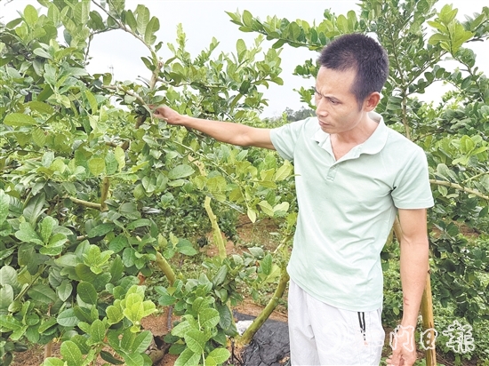 梁飞龙在香水柠檬种植园里检查果树的生长情况。 梁飞龙在香水柠檬种植园里检查果树的生长情况。