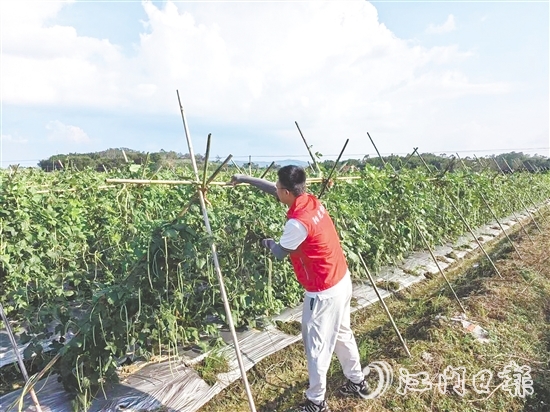 江门阳光农险工作人员指导农户做好田间排水、加固农业设施等准备。