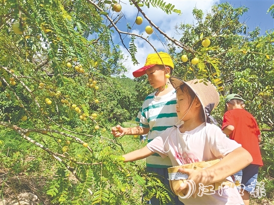 小朋友采摘甘油果，为制作果茶准备原料。