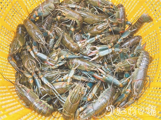 澳洲蓝龙虾肉质紧实，生猛鲜美，属于较高端的水产品。