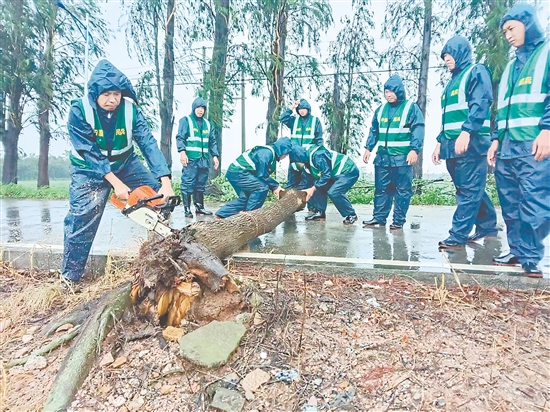 台山民兵沉着应对台风带来的挑战，全力投入风后路面清理排查工作。
