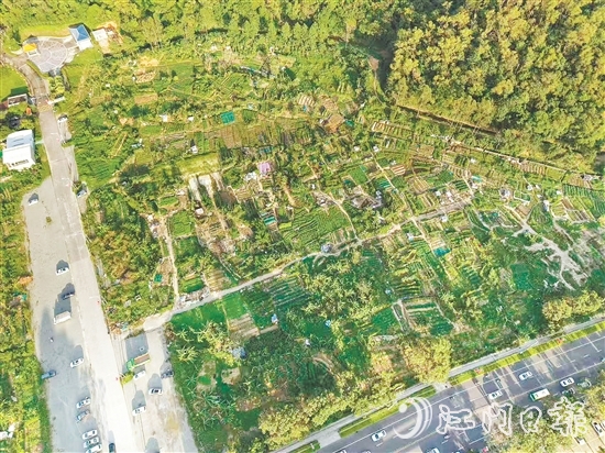 整改前：温泉路西门花苑一带闲置用地被附近居民“圈地”种菜，是蚊虫孳生高风险区。