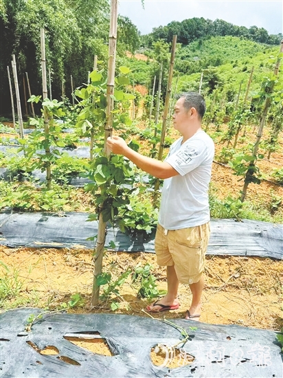 冼满红在种植基地察看粉葛生长情况。