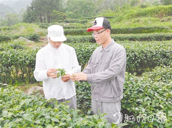 梁小汕(右)深耕茶产业,用科技破解产业难题。 梁小汕(右)深耕茶产业,用科技破解产业难题。