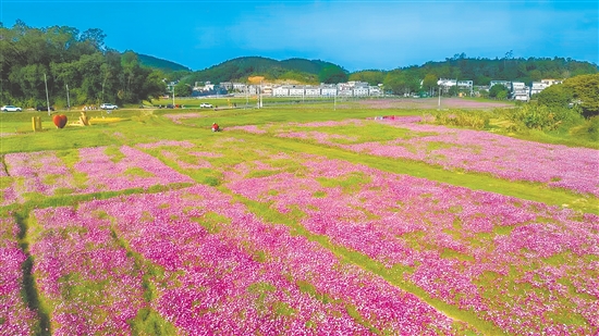 台山市桂水村盘活低效土地,实现颜值与价值双重提升。该村百亩“四季花海”让人陶醉。 台山市桂水村盘活低效土地,实现颜值与价值双重提升。该村百亩“四季花海”让人陶醉。