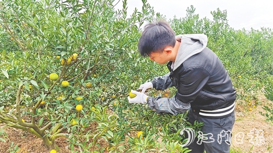 新会迈入二红柑采摘季，柑果皮色转黄。
