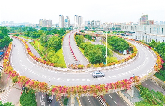 江门市区簕杜鹃盛放,整洁美丽侨乡静待八方宾客。郭永乐 江门市区簕杜鹃盛放,整洁美丽侨乡静待八方宾客。郭永乐