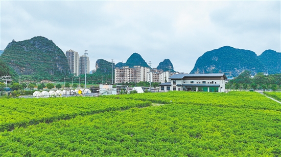 在天等县特色产业融合发展示范基地,80亩星油藤长得枝繁叶茂。 在天等县特色产业融合发展示范基地,80亩星油藤长得枝繁叶茂。