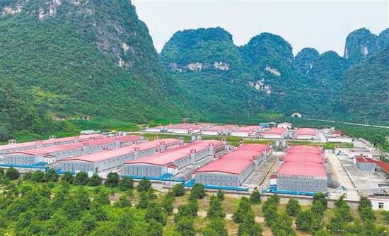 金鸡产业协作项目收益反哺全县125个行政村,累计分红3327.13万元。 金鸡产业协作项目收益反哺全县125个行政村,累计分红3327.13万元。