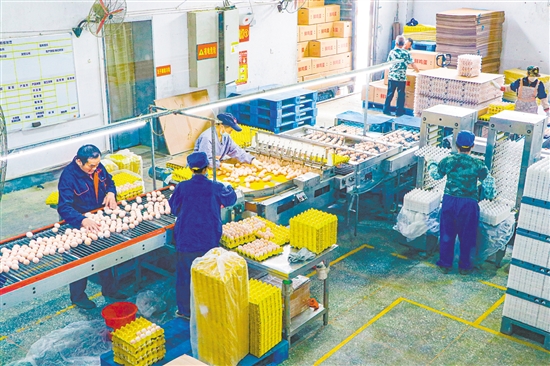 金鸡产业协作项目每天能产85万枚鸡蛋。 金鸡产业协作项目每天能产85万枚鸡蛋。