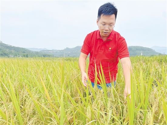卢艺文检查水稻长势。 卢艺文检查水稻长势。