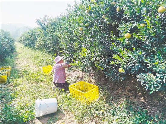 果农正在果场摘柑。