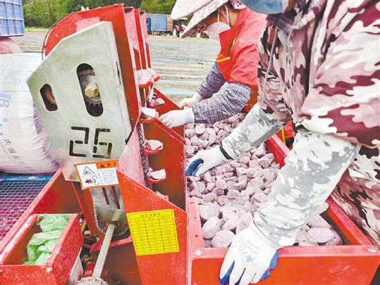 马铃薯种植已实现全程机械化。