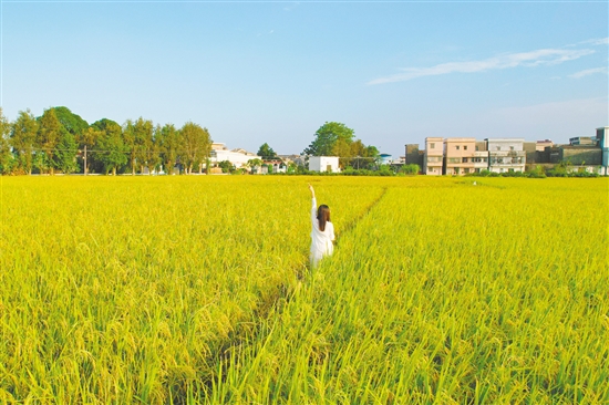 江门乡村稻田铺成金色画卷,吸引不少游客打卡。 江门乡村稻田铺成金色画卷,吸引不少游客打卡。