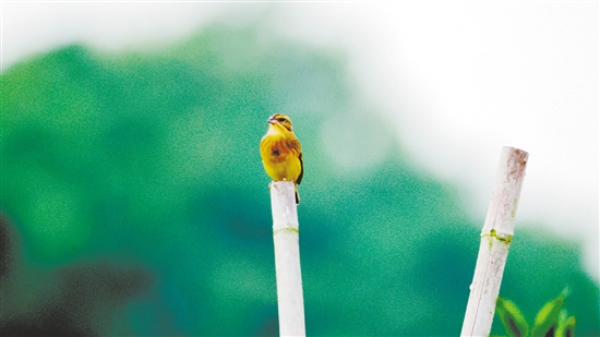 黄胸鹀，又名黄胆、禾花雀，其胸腹部为鲜黄色。它是国家一级重点保护野生动物，有着“鸟中大熊猫”之称。
