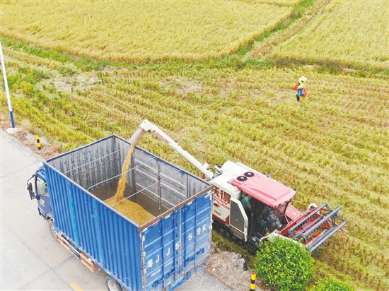 机械化收割省时省力。