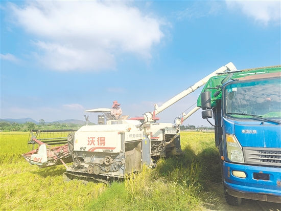 牛江镇农产品综合服务站可以为广大农户提供水稻种植全程社会化服务。 牛江镇农产品综合服务站可以为广大农户提供水稻种植全程社会化服务。