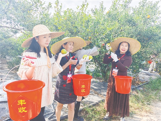 旅行社代表头戴草帽、手提小桶，采摘新会柑，为接下来的旅游线路推广积累素材。